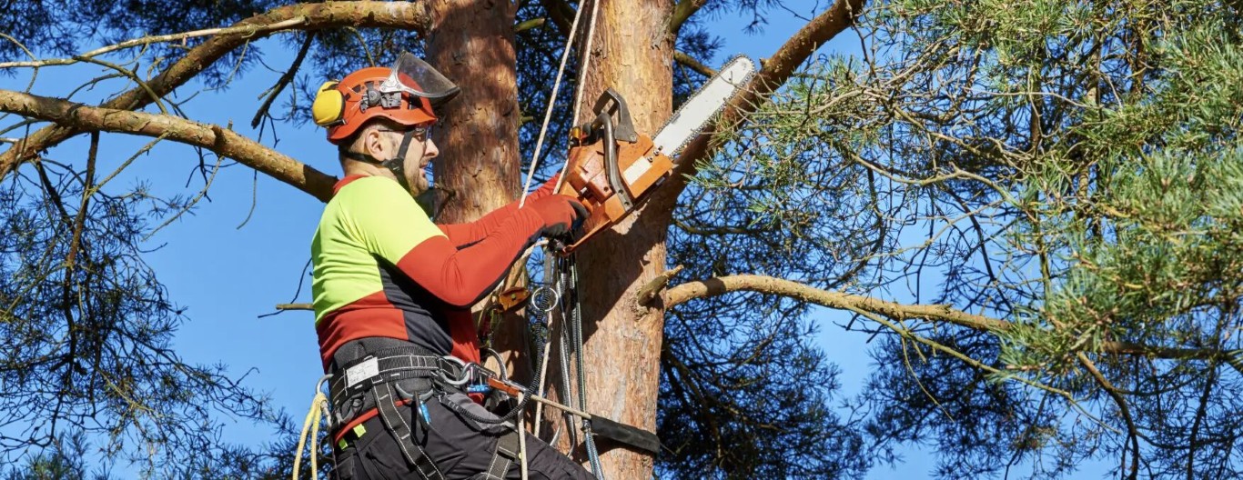 Tree Trimming & Pruning in Yucaipa, CA