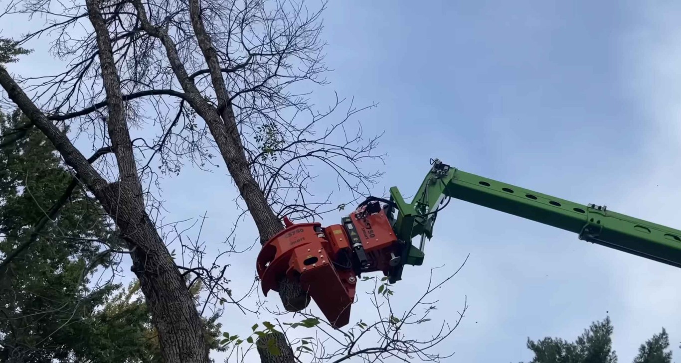 Emergency Tree Services in Yucaipa, CA
